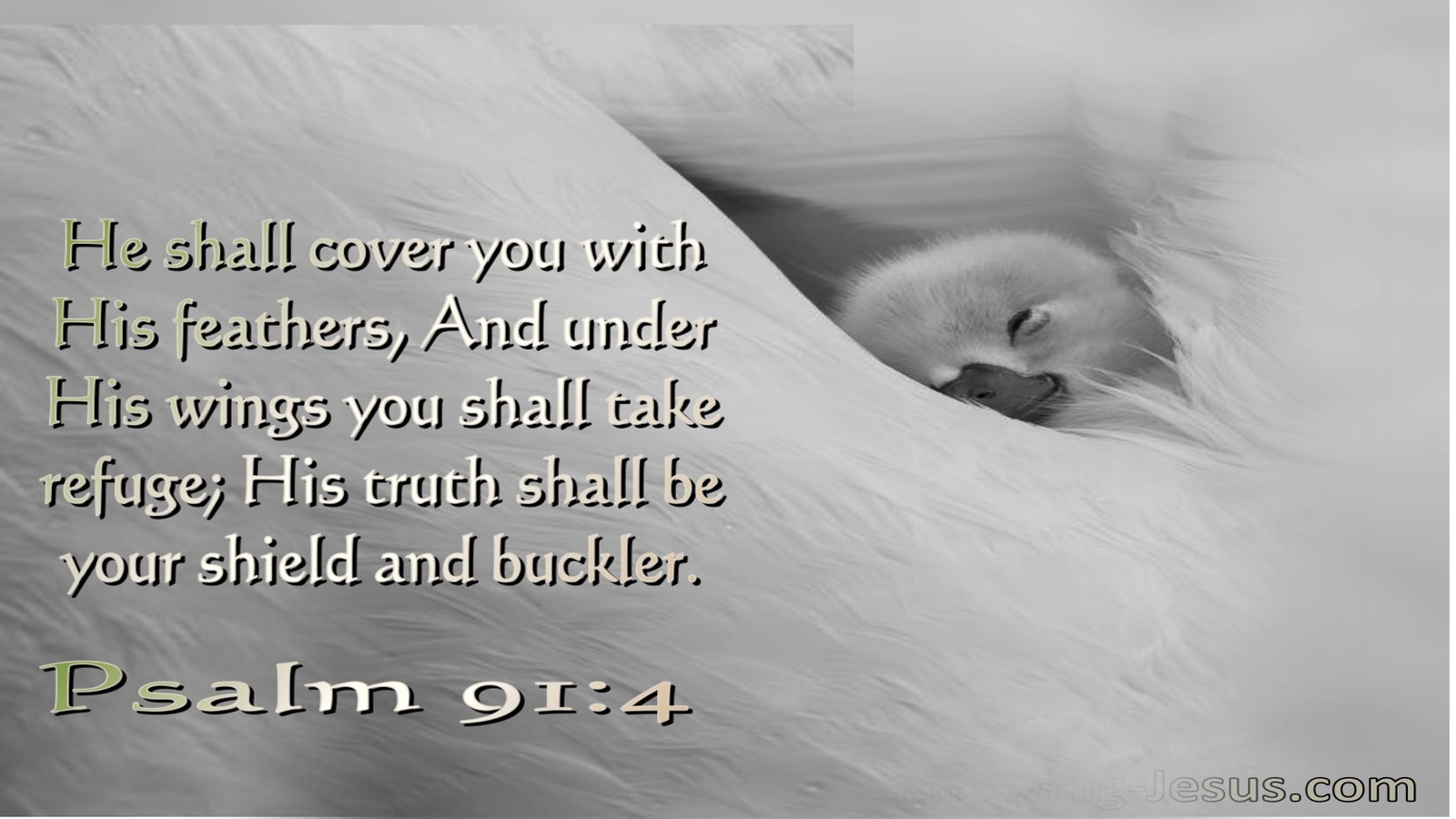 Psalm 91:4 He Shall Cover You With His Feathers His Truth Is Your Shield And Buckler (white)